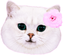 st-tete-chat.png